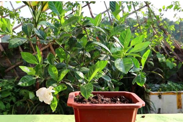 栀子花的花语,花语为喜悦、坚强、永恒的爱与约定