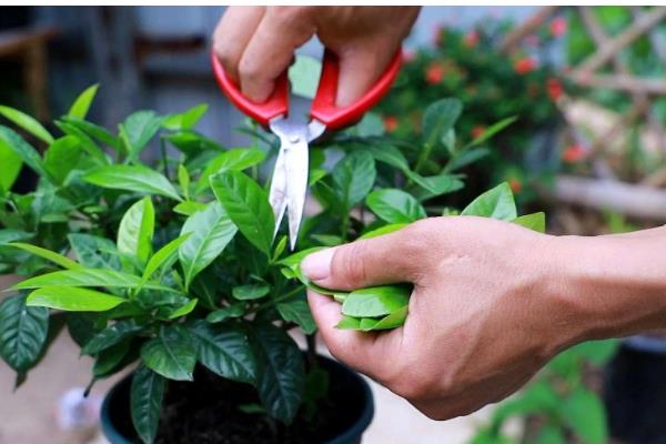 栀子花的花语,花语为喜悦、坚强、永恒的爱与约定