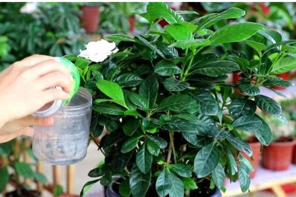 栀子花的花语,花语为喜悦、坚强、永恒的爱与约定