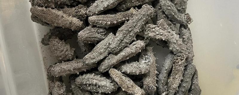 海参的泡发时间，干海参要泡2-3天左右