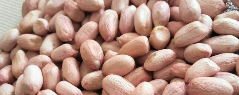 花生种子的好坏怎么区分，种皮易与种子分离代表它有活力