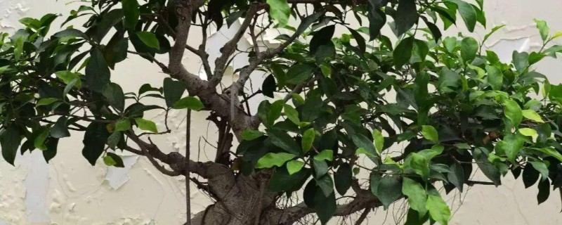 榕树冻伤后还可以活吗，取决于冻伤的程度