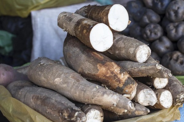 木薯的种植时间，可以在2-4月份的时候种植