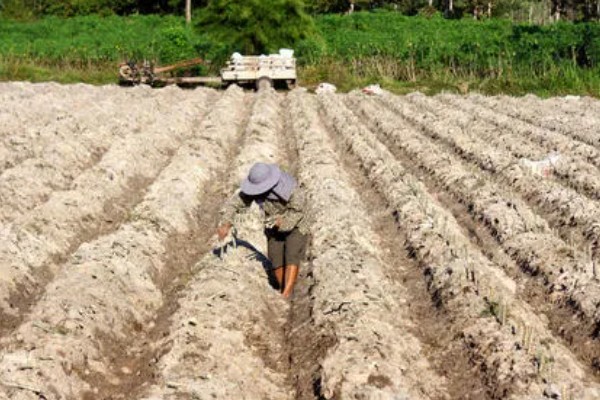 木薯的种植时间，可以在2-4月份的时候种植