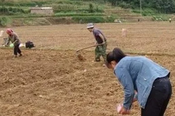 木薯的种植时间，可以在2-4月份的时候种植