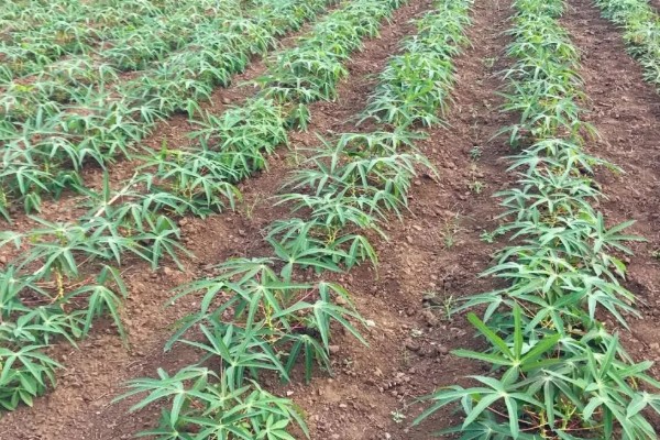 木薯的种植时间，可以在2-4月份的时候种植