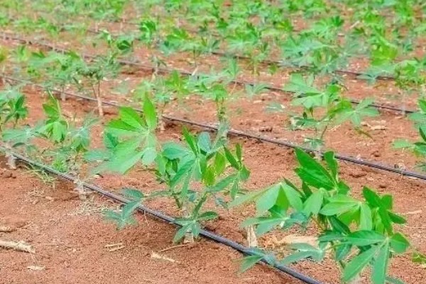 木薯的种植时间，可以在2-4月份的时候种植