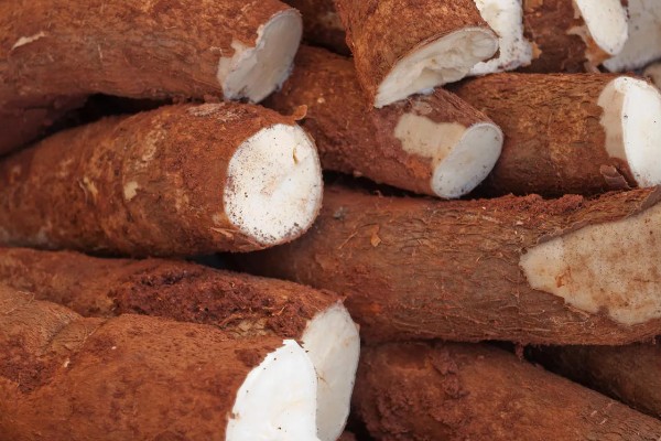 木薯的种植时间，可以在2-4月份的时候种植