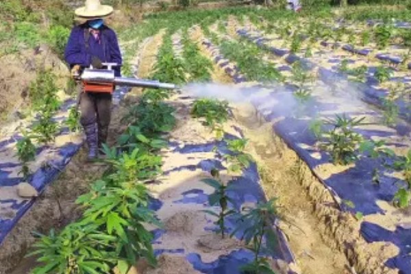 木薯的种植时间，可以在2-4月份的时候种植