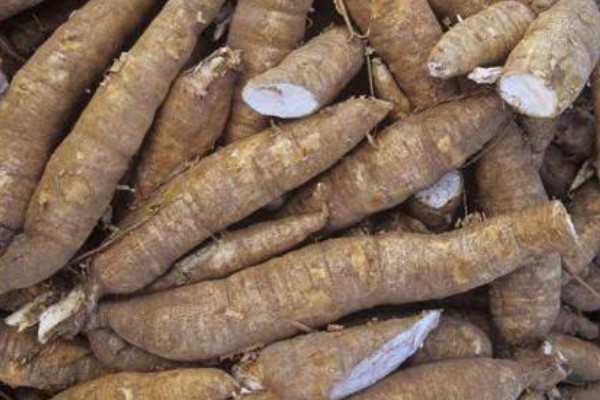 木薯的种植时间，可以在2-4月份的时候种植