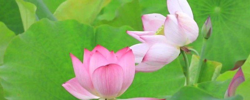 水芙蓉花有没有毒，水芙蓉花是没有毒的