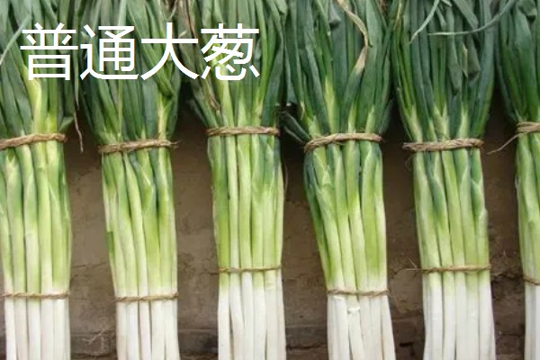 葱的品种，有普通大葱、分葱等