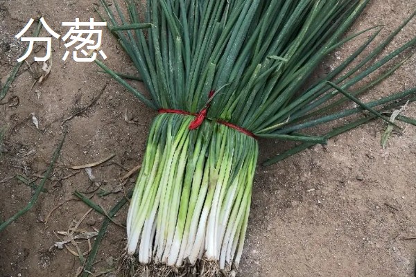 葱的品种，有普通大葱、分葱等