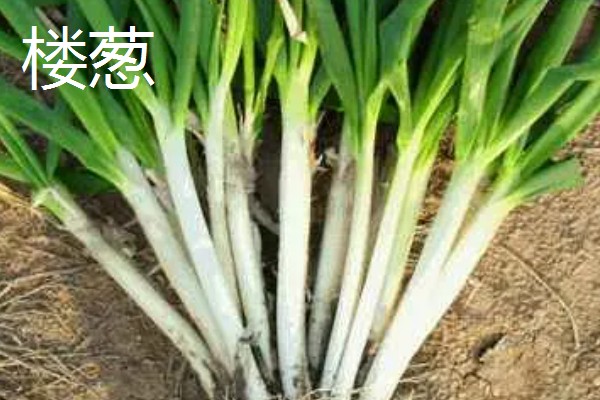 葱的品种，有普通大葱、分葱等