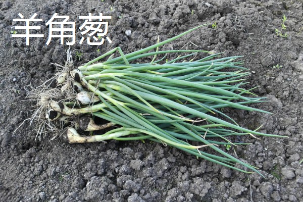 葱的品种，有普通大葱、分葱等