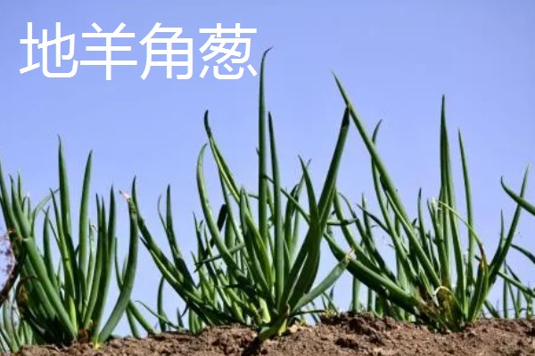 葱的品种，有普通大葱、分葱等