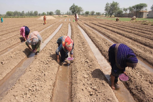 棉花的种植时间，一般集中在4月份