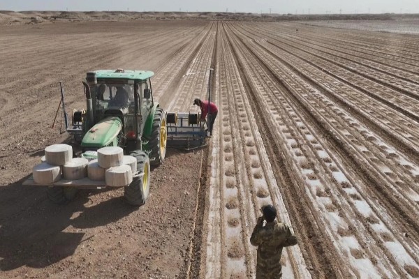 棉花的种植时间，一般集中在4月份