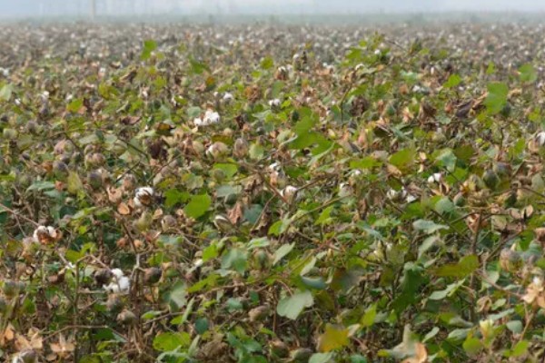 棉花的种植时间，一般集中在4月份