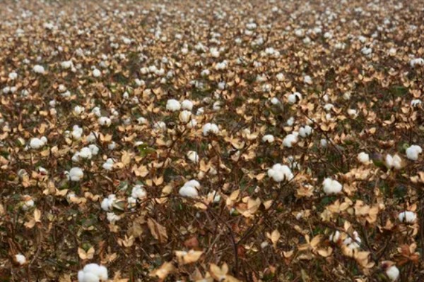 棉花的种植时间，一般集中在4月份