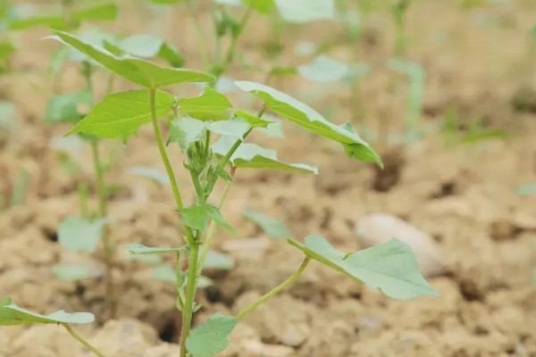 棉花的种植时间，一般集中在4月份