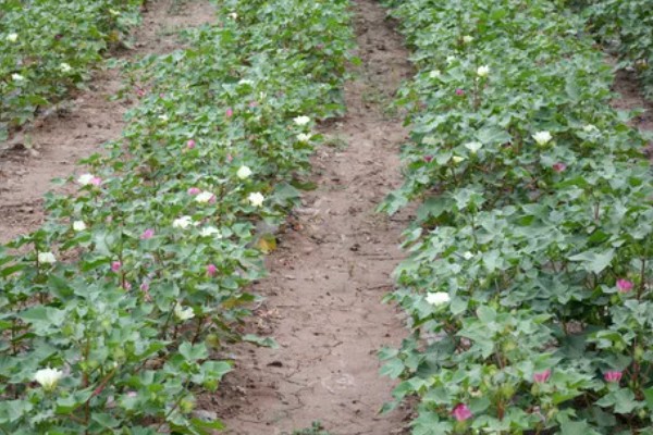 棉花的种植时间，一般集中在4月份