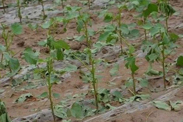 棉花的种植时间，一般集中在4月份