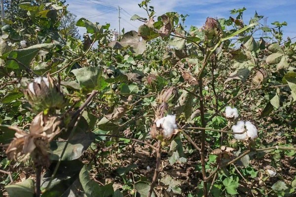 棉花的种植时间，一般集中在4月份