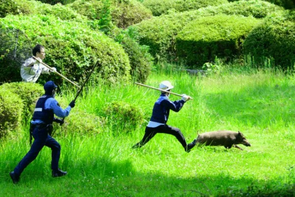 驱赶野猪的方法,将趋避剂喷洒于农田四周