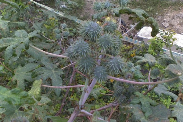 驱赶野猪的方法,将趋避剂喷洒于农田四周