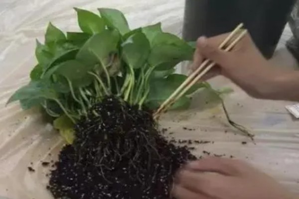 绿萝怎么养，适合在湿度较大的环境中生长