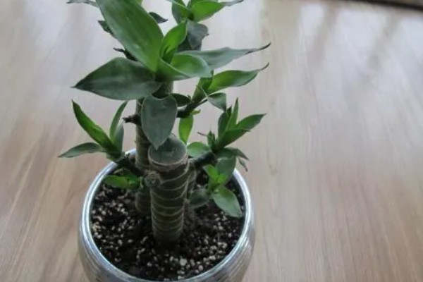 富贵竹皱了能不能恢复，视情况采取对应措施便可恢复生长