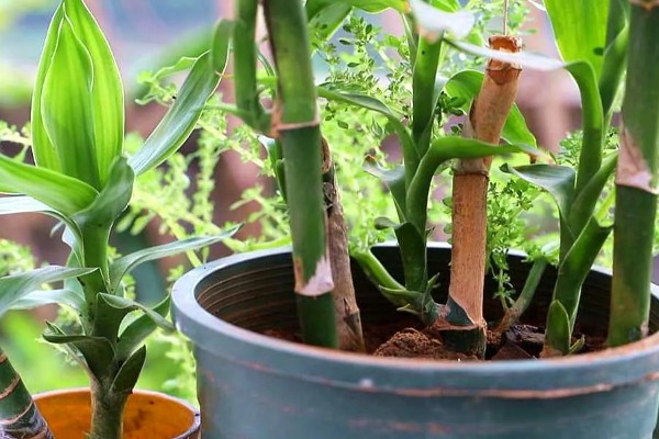 富贵竹皱了能不能恢复，视情况采取对应措施便可恢复生长