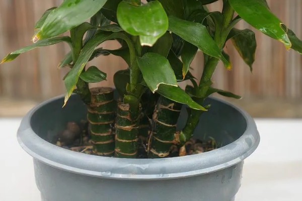 富贵竹皱了能不能恢复，视情况采取对应措施便可恢复生长