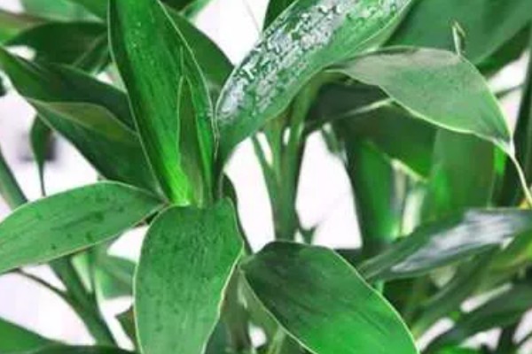 富贵竹皱了能不能恢复，视情况采取对应措施便可恢复生长