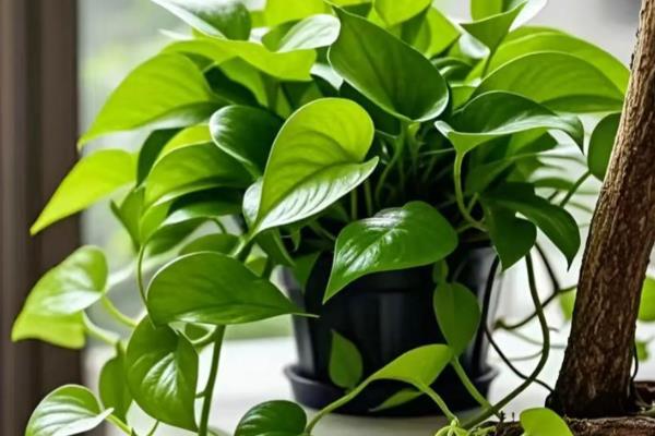 办公室适合摆放哪些绿植,推荐绿萝、发财树等