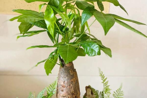 办公室适合摆放哪些绿植,推荐绿萝、发财树等