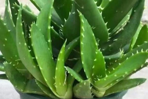 办公室适合摆放哪些绿植,推荐绿萝、发财树等