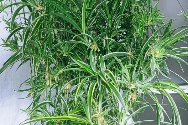 办公室适合摆放哪些绿植,推荐绿萝、发财树等