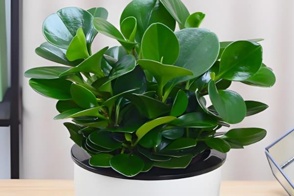 办公室适合摆放哪些绿植,推荐绿萝、发财树等
