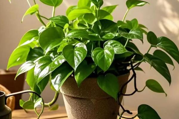 办公室适合摆放哪些绿植,推荐绿萝、发财树等