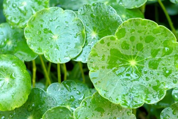 办公室适合摆放哪些绿植,推荐绿萝、发财树等