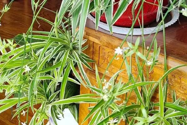 办公室适合摆放哪些绿植,推荐绿萝、发财树等