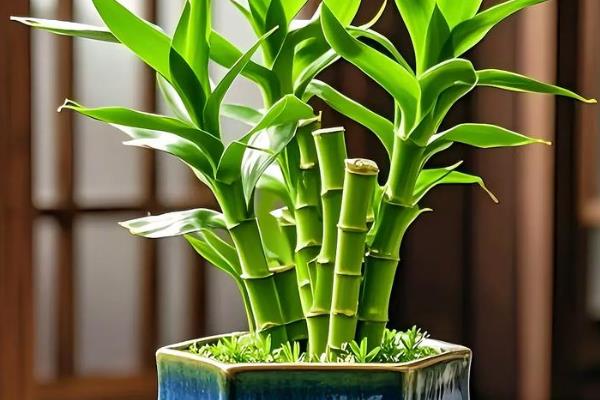 办公室适合摆放哪些绿植,推荐绿萝、发财树等