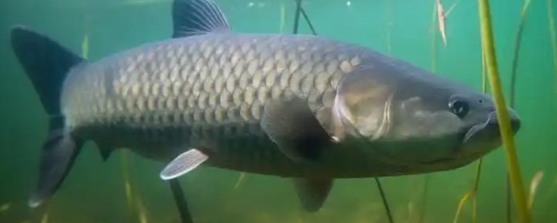 草鱼吃什么，吃水草、嫩叶等