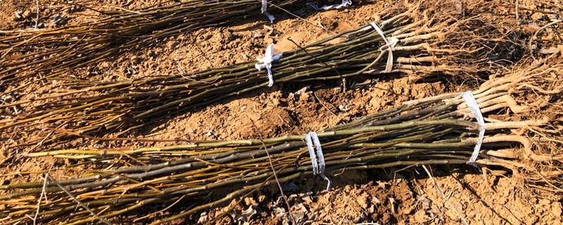 九月份可以移栽树木吗，九月份可以移栽树木