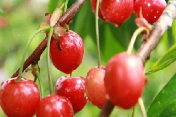 红妃樱桃几年可以挂果，6年可挂果