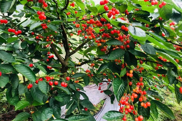 红妃樱桃几年可以挂果，6年可挂果