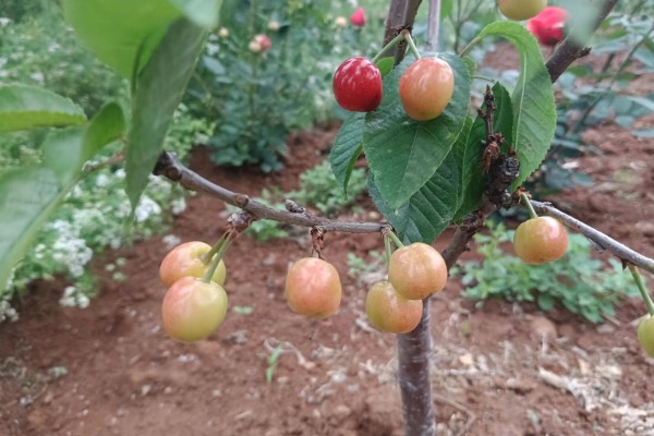 红妃樱桃几年可以挂果，6年可挂果