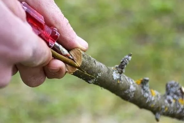 红妃樱桃几年可以挂果，6年可挂果